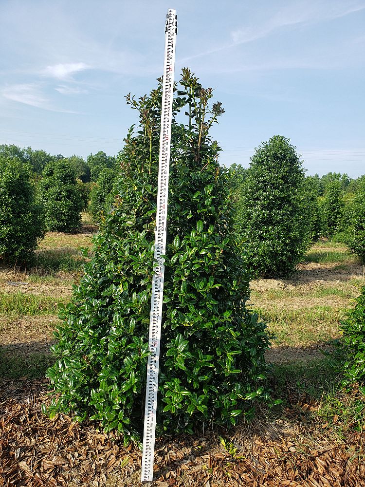 ilex-mary-nell-holly
