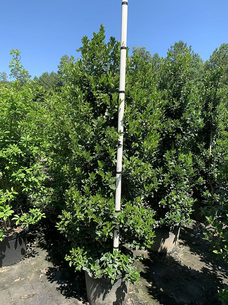 ilex-mary-nell-holly