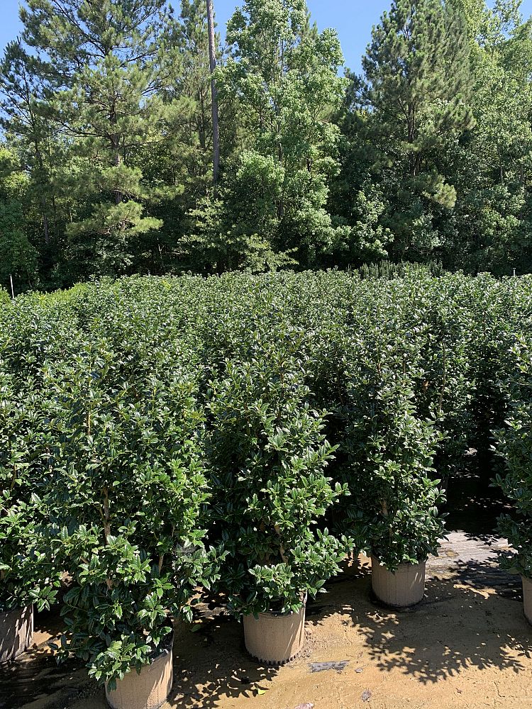 ilex-mary-nell-holly