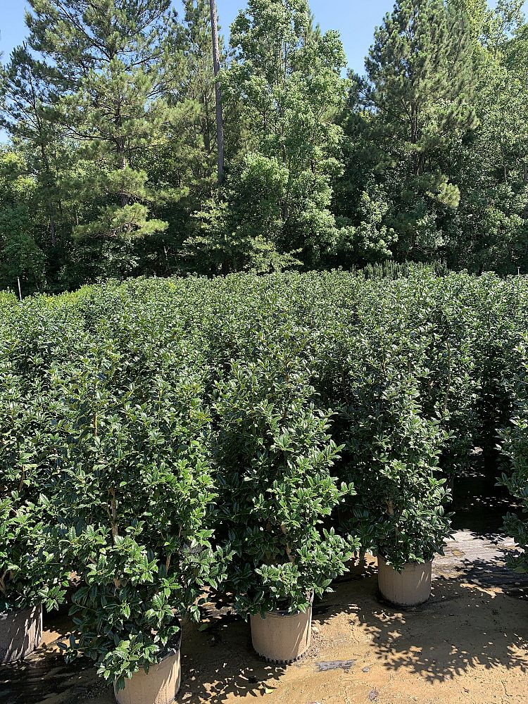 ilex-mary-nell-holly