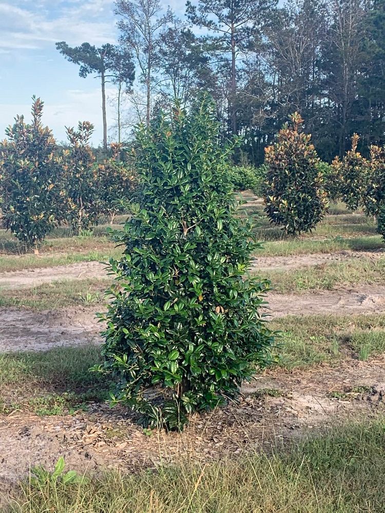 ilex-mary-nell-holly