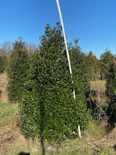 ilex-mary-nell-holly