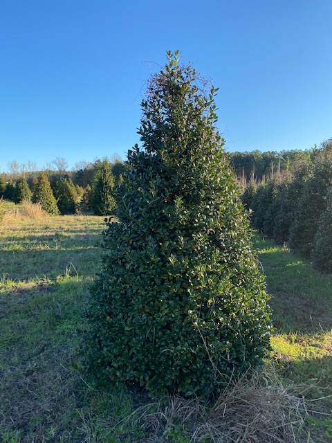 ilex-mary-nell-holly