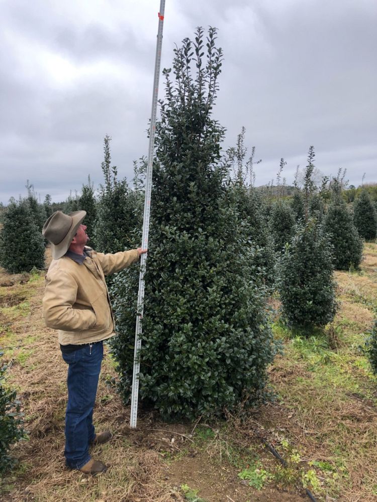 ilex-mary-nell-holly