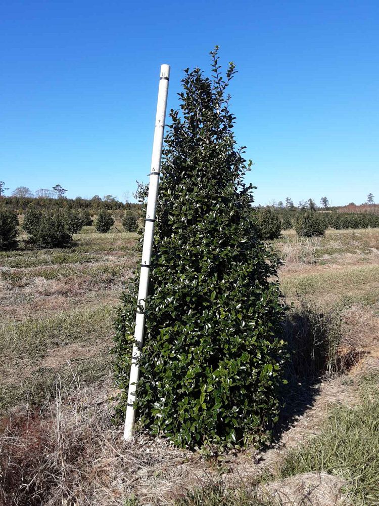 ilex-mary-nell-holly