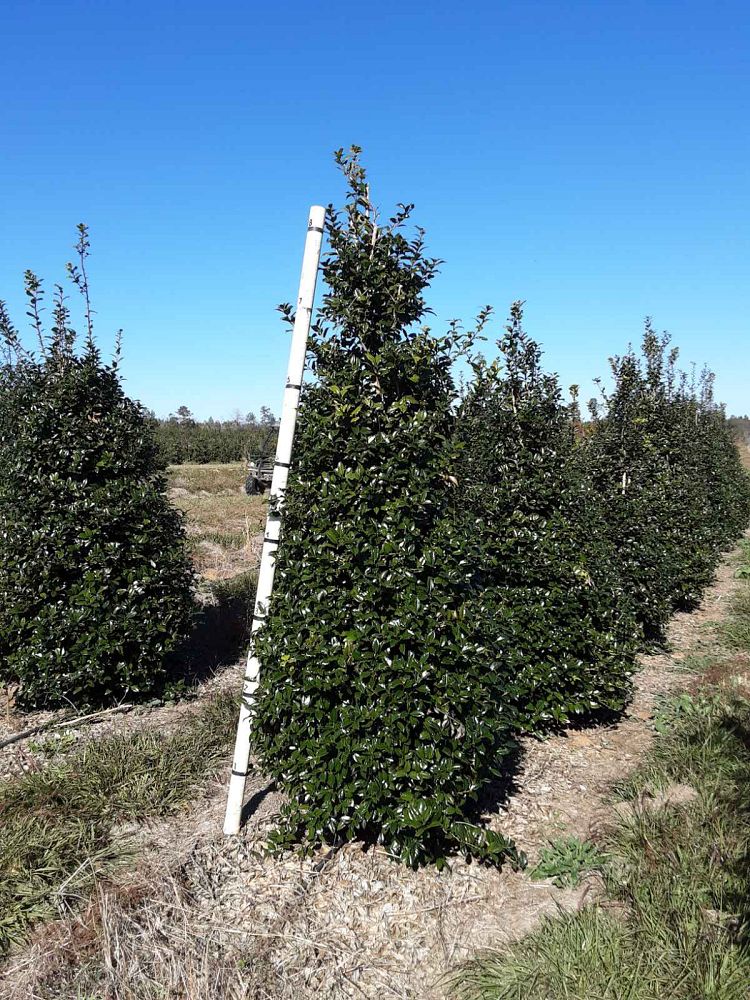 ilex-mary-nell-holly