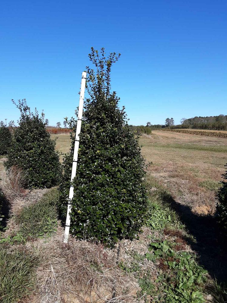 ilex-mary-nell-holly