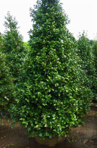 ilex-mary-nell-holly