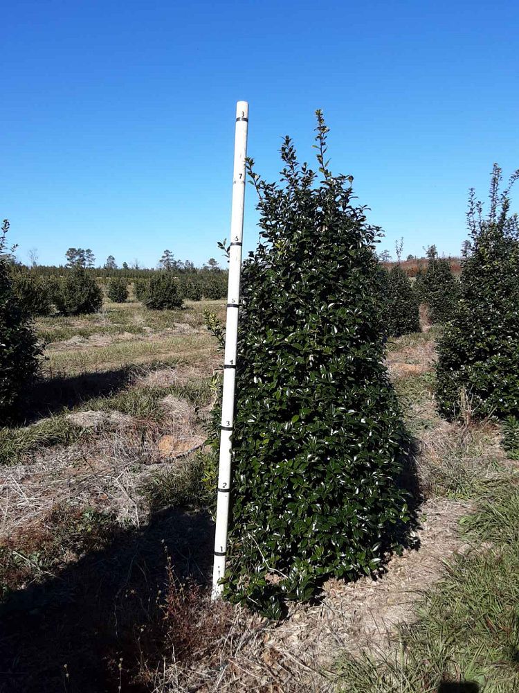 ilex-mary-nell-holly