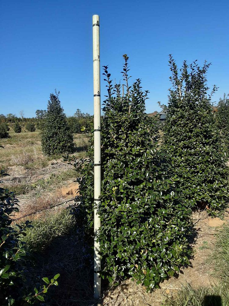 ilex-mary-nell-holly