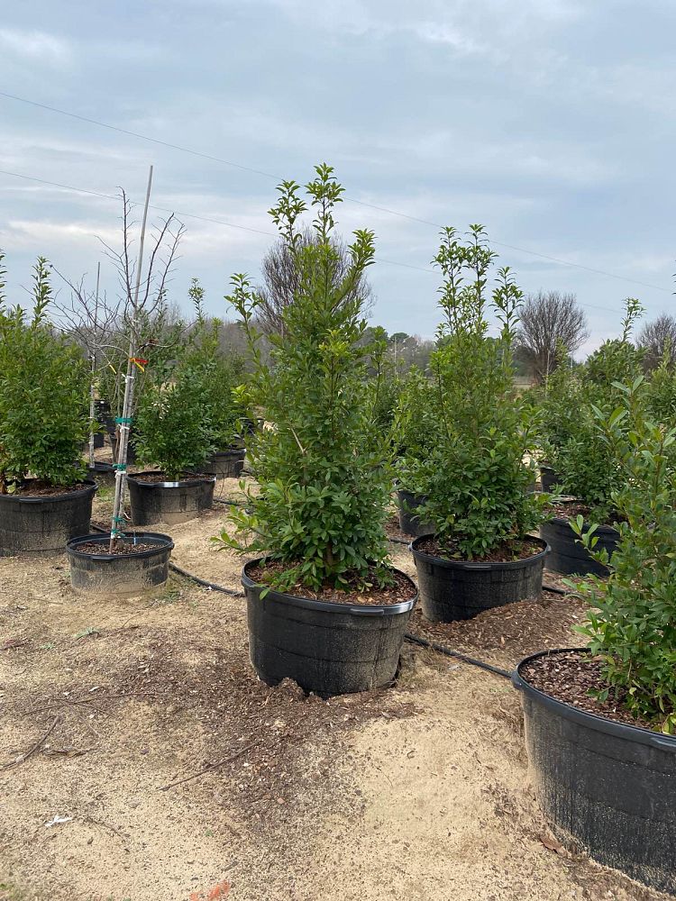 ilex-mary-nell-holly