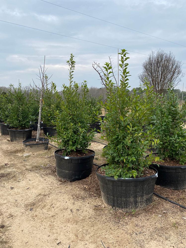 ilex-mary-nell-holly
