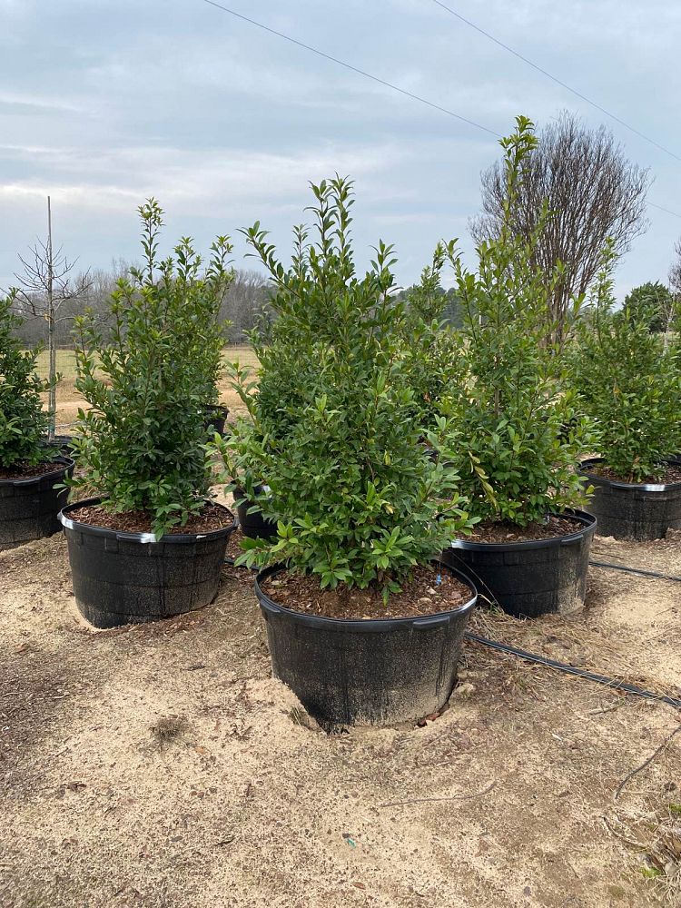 ilex-mary-nell-holly