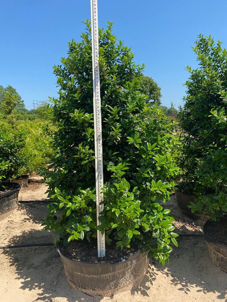ilex-mary-nell-holly