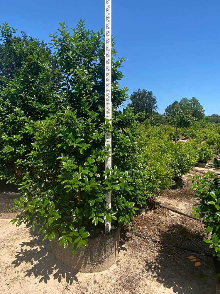 ilex-mary-nell-holly