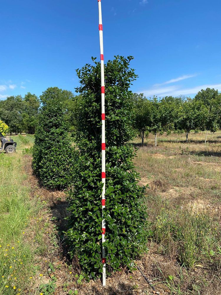 ilex-mary-nell-holly