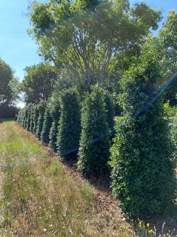 ilex-mary-nell-holly