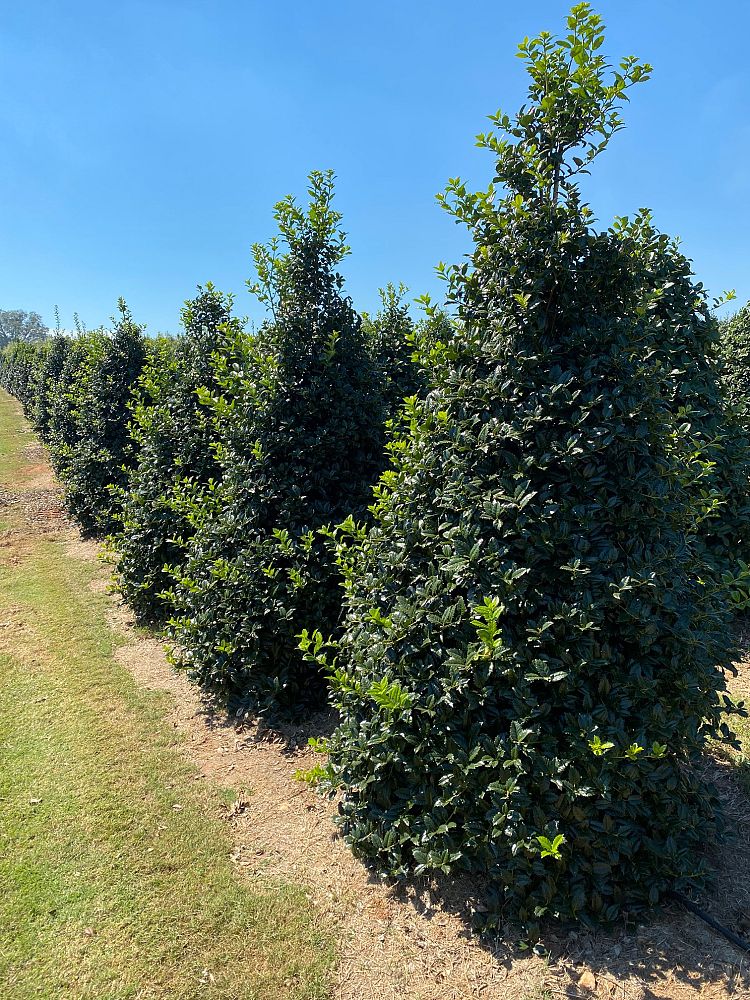 ilex-mary-nell-holly