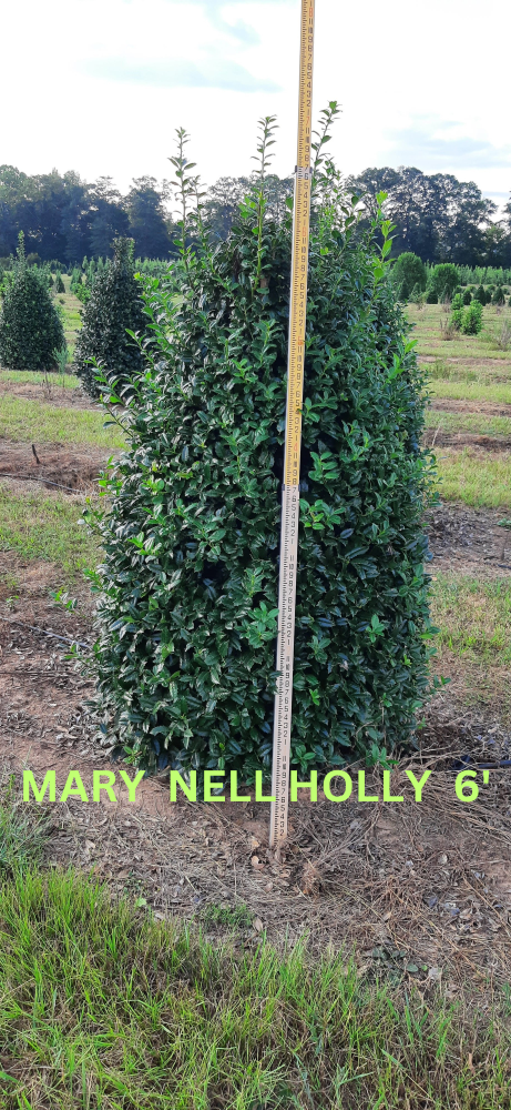 ilex-mary-nell-holly