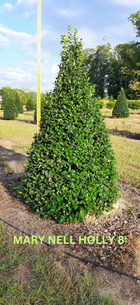 ilex-mary-nell-holly