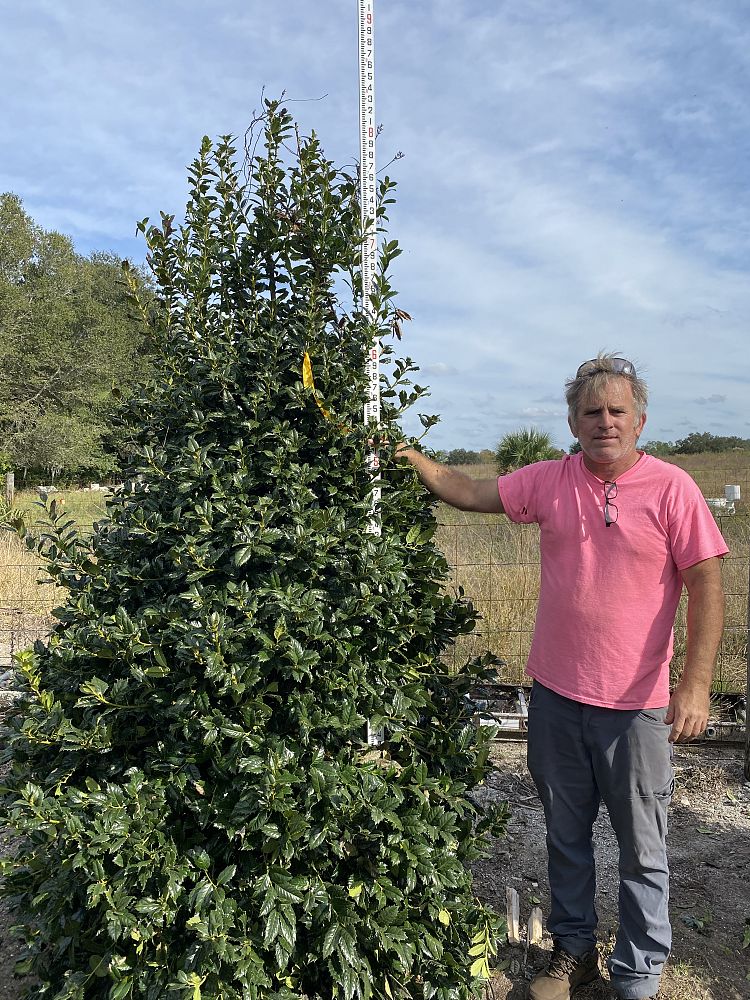 ilex-mary-nell-holly
