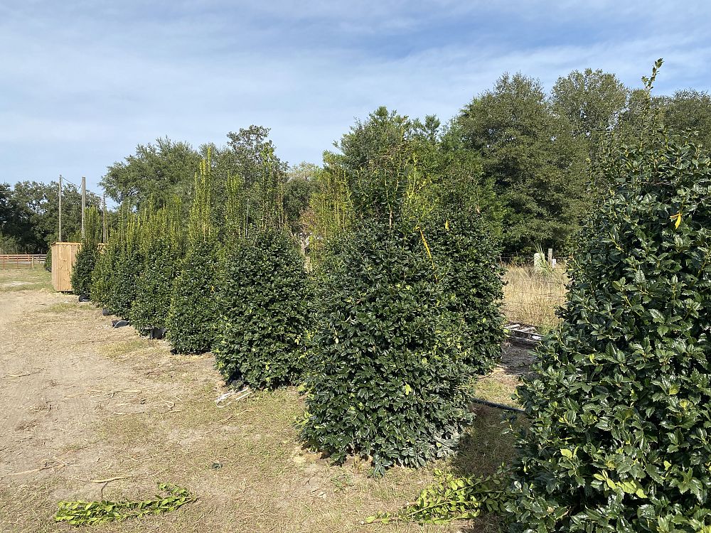 ilex-mary-nell-holly