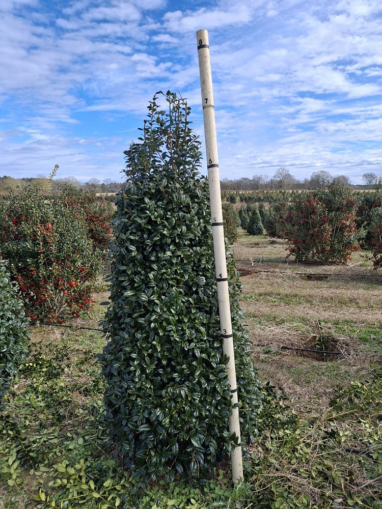 ilex-mary-nell-holly