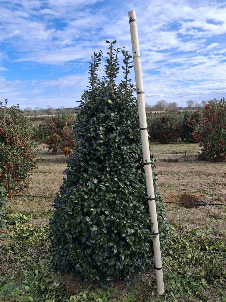 ilex-mary-nell-holly