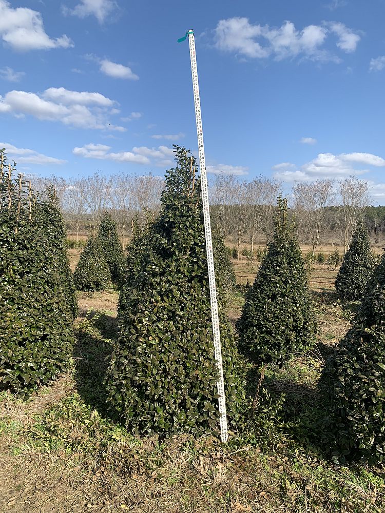 ilex-mary-nell-holly