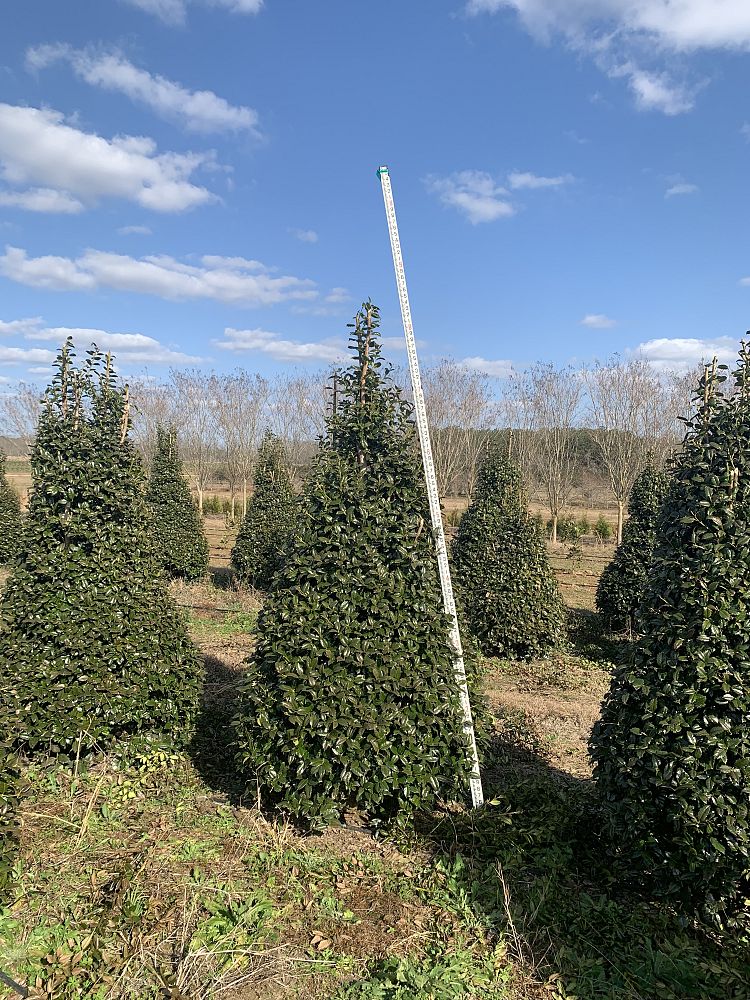 ilex-mary-nell-holly