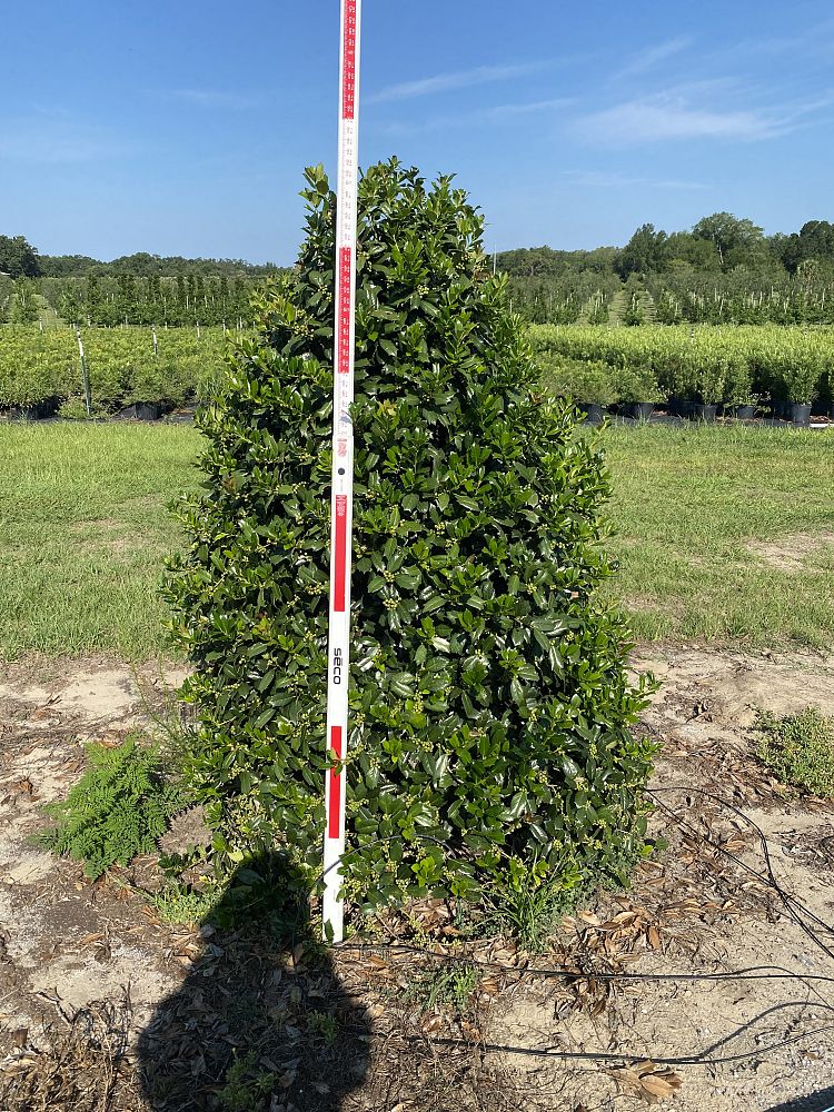 ilex-mary-nell-holly