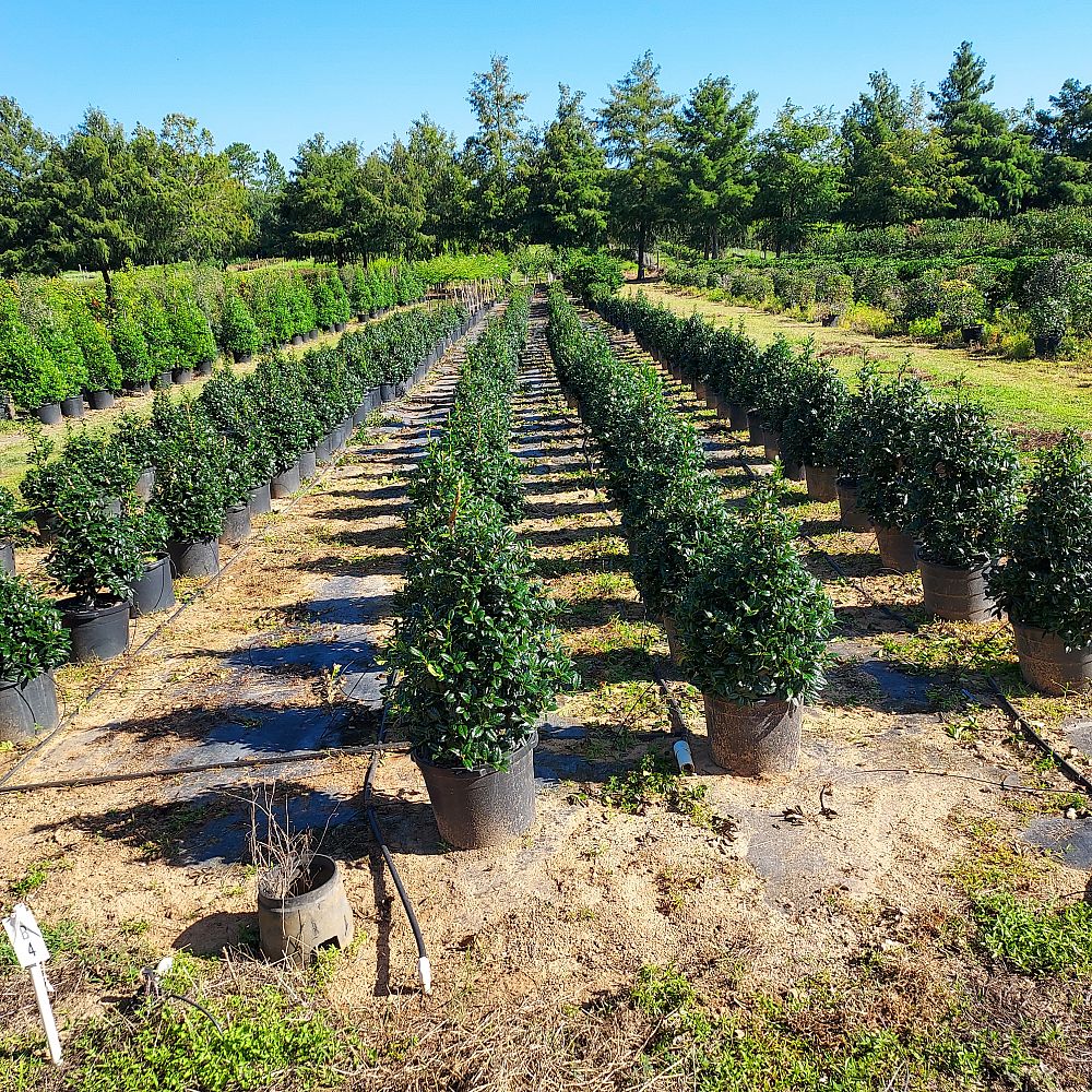 ilex-mary-nell-holly