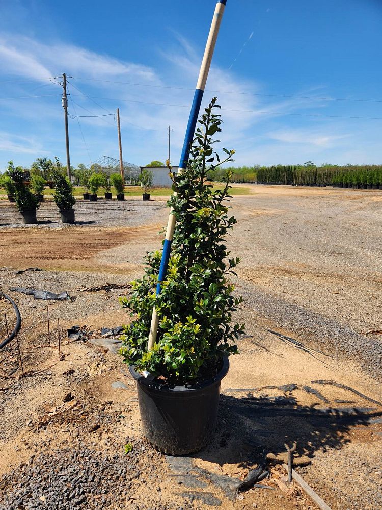ilex-mary-nell-holly