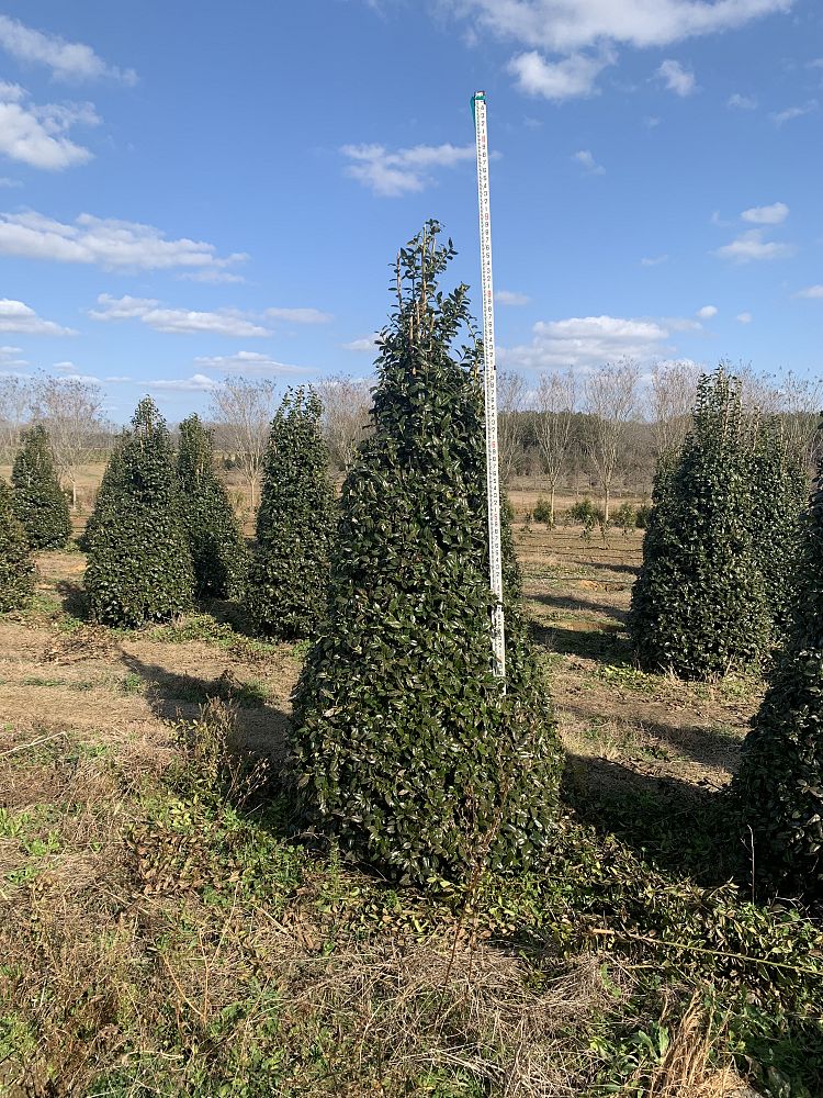 ilex-mary-nell-holly