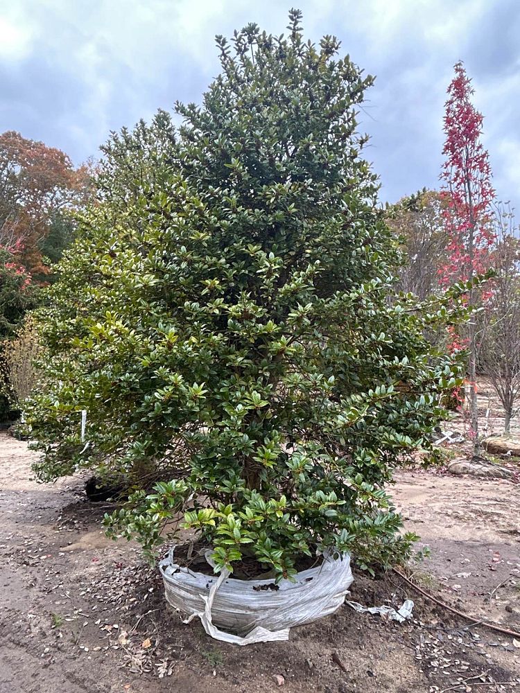 ilex-mary-nell-holly