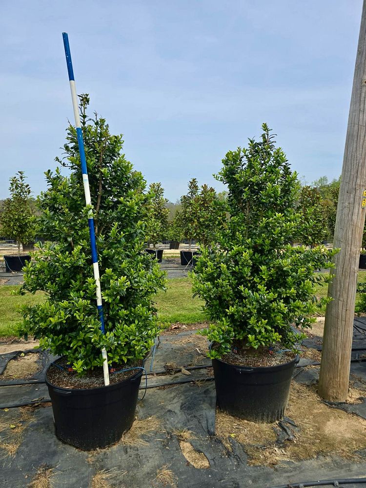 ilex-mary-nell-holly