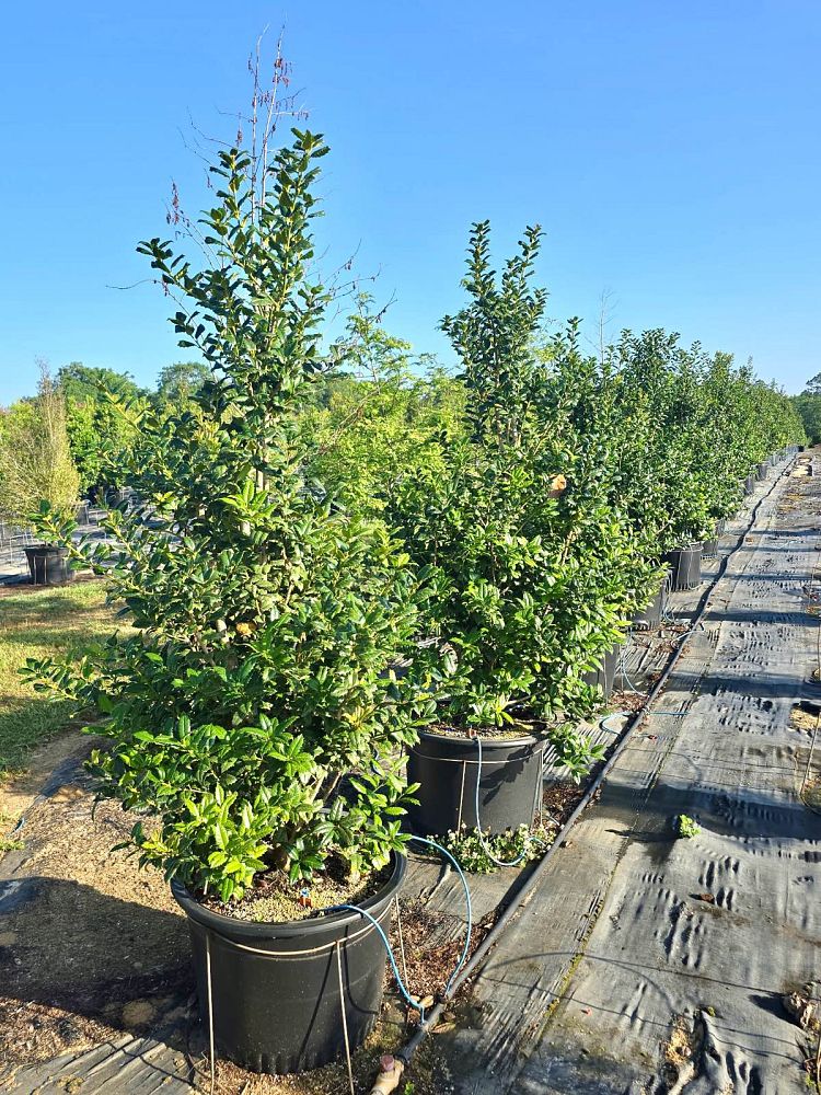 ilex-mary-nell-holly