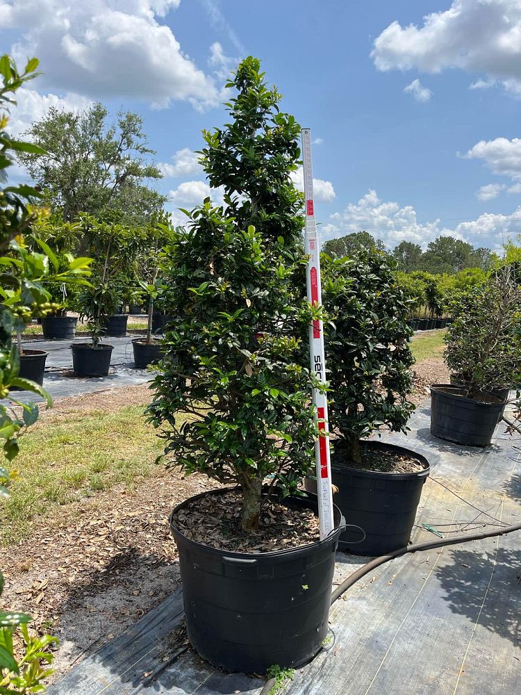 ilex-mary-nell-holly