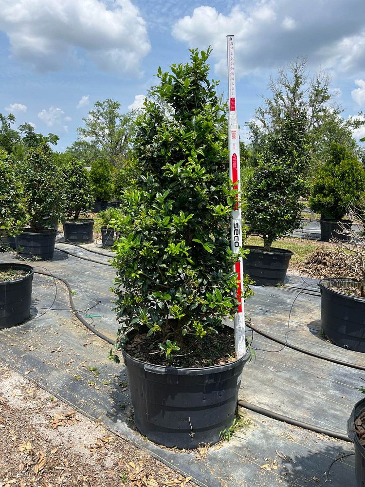 ilex-mary-nell-holly