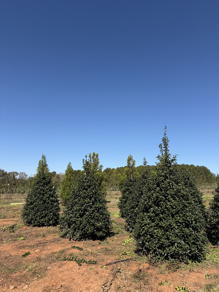 ilex-mary-nell-holly