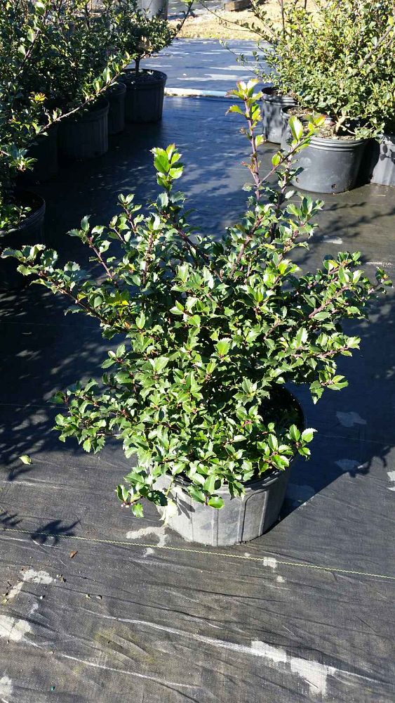 ilex-meserveae-blue-girl-blue-holly