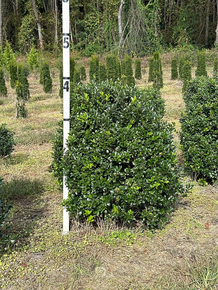 ilex-meserveae-blue-prince-blue-holly