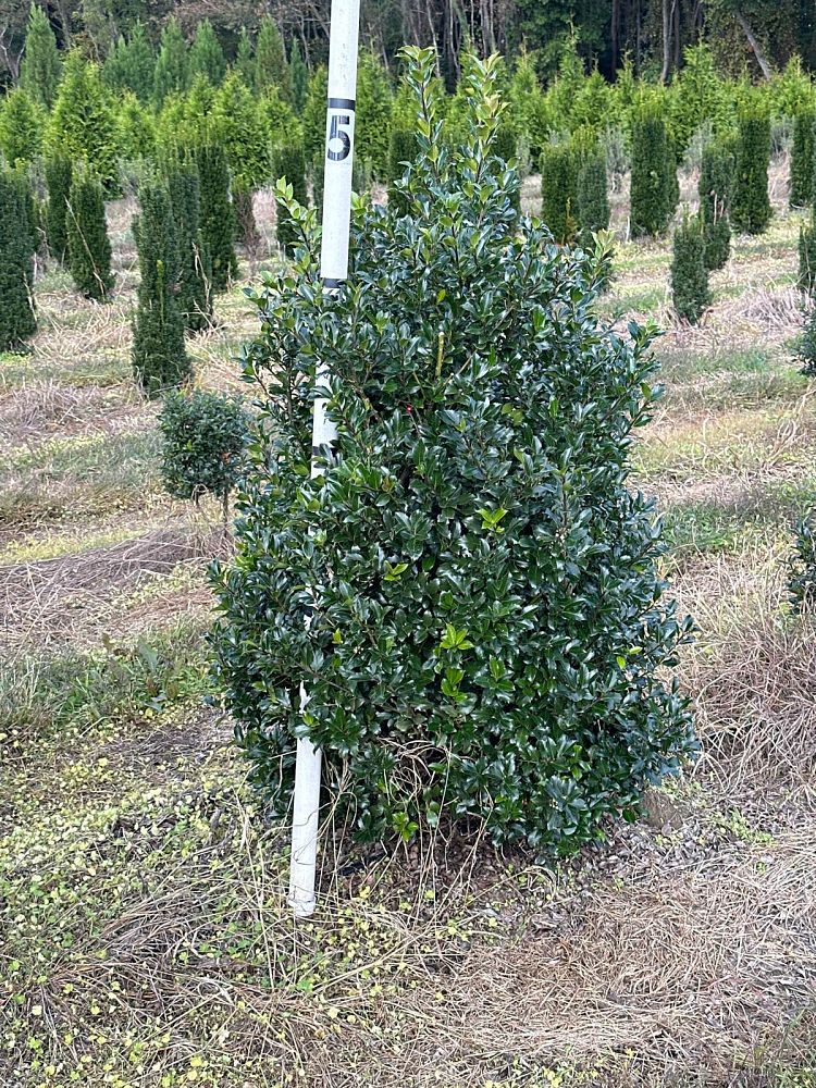 ilex-meserveae-blue-prince-blue-holly