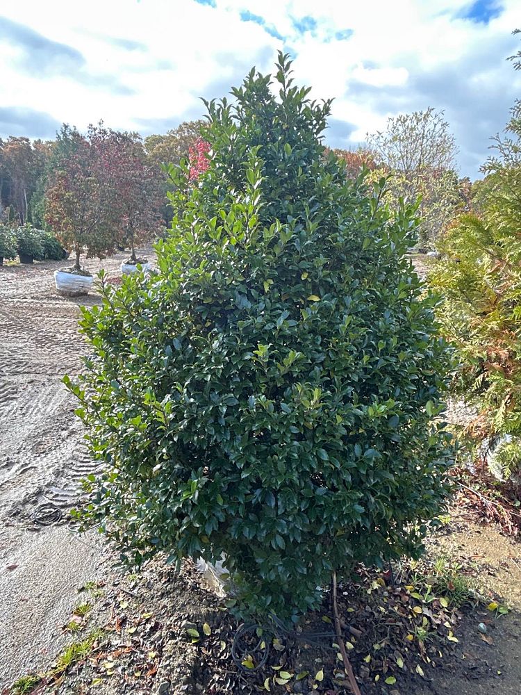 ilex-meserveae-mesid-blue-holly-blue-maid