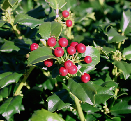 ilex-meserveae-mesog-blue-holly-china-girl