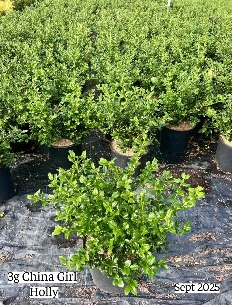 ilex-meserveae-mesog-blue-holly-china-girl