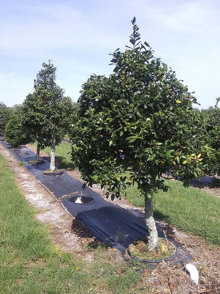 Shade Tree Nursery