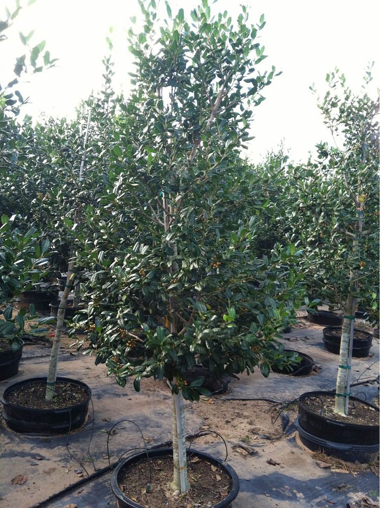 ilex-nellie-r-stevens-holly-nellie-r-stevens-holly