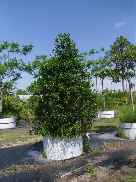 ilex-nellie-r-stevens-holly-nellie-r-stevens-holly