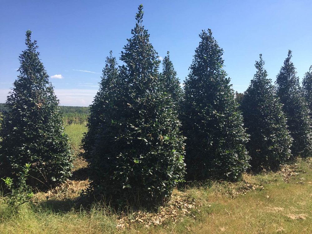 ilex-nellie-r-stevens-holly-nellie-r-stevens-holly